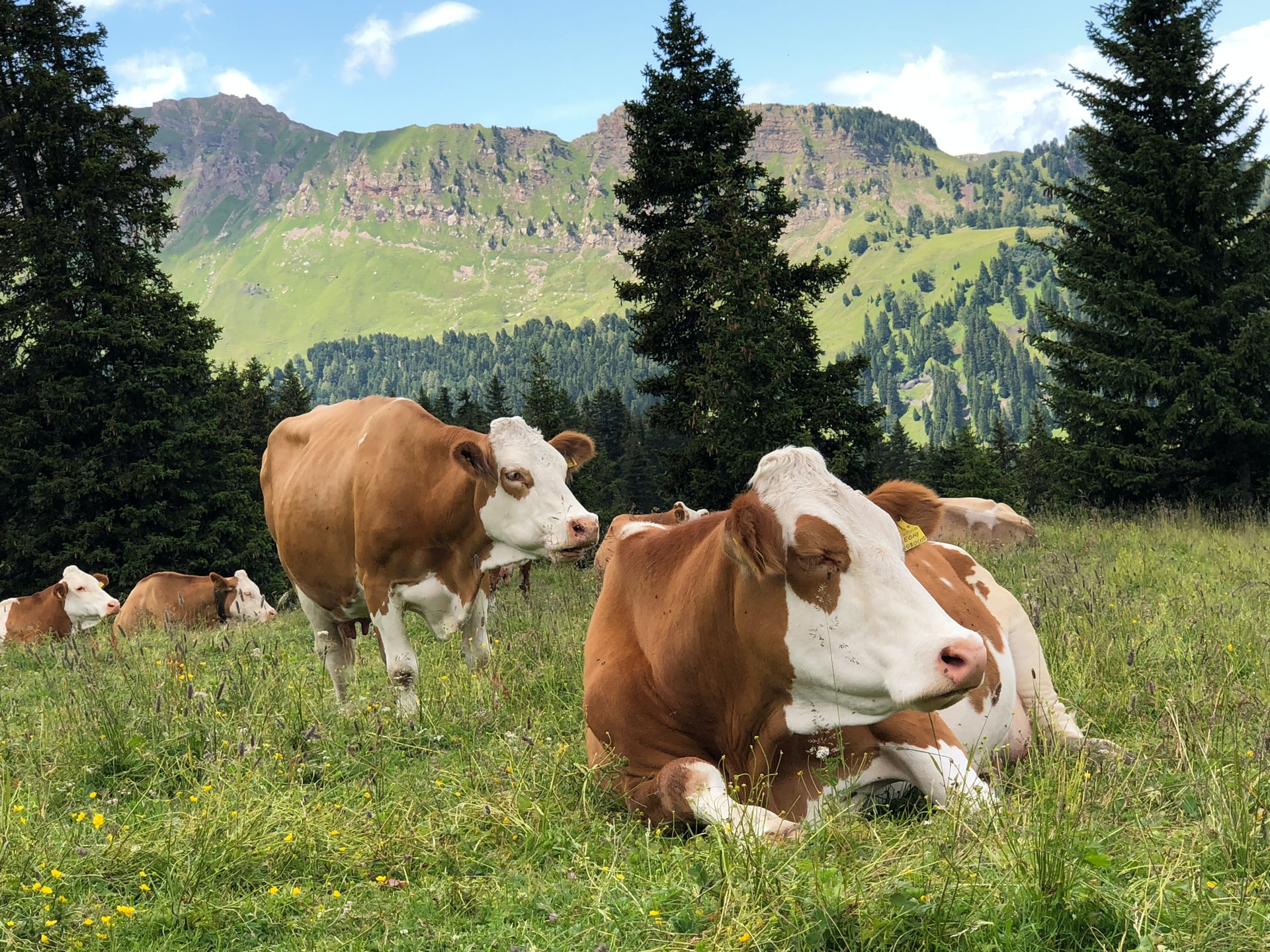 Cattle eating grass on a field in the mountains of Zallinger, Italy.