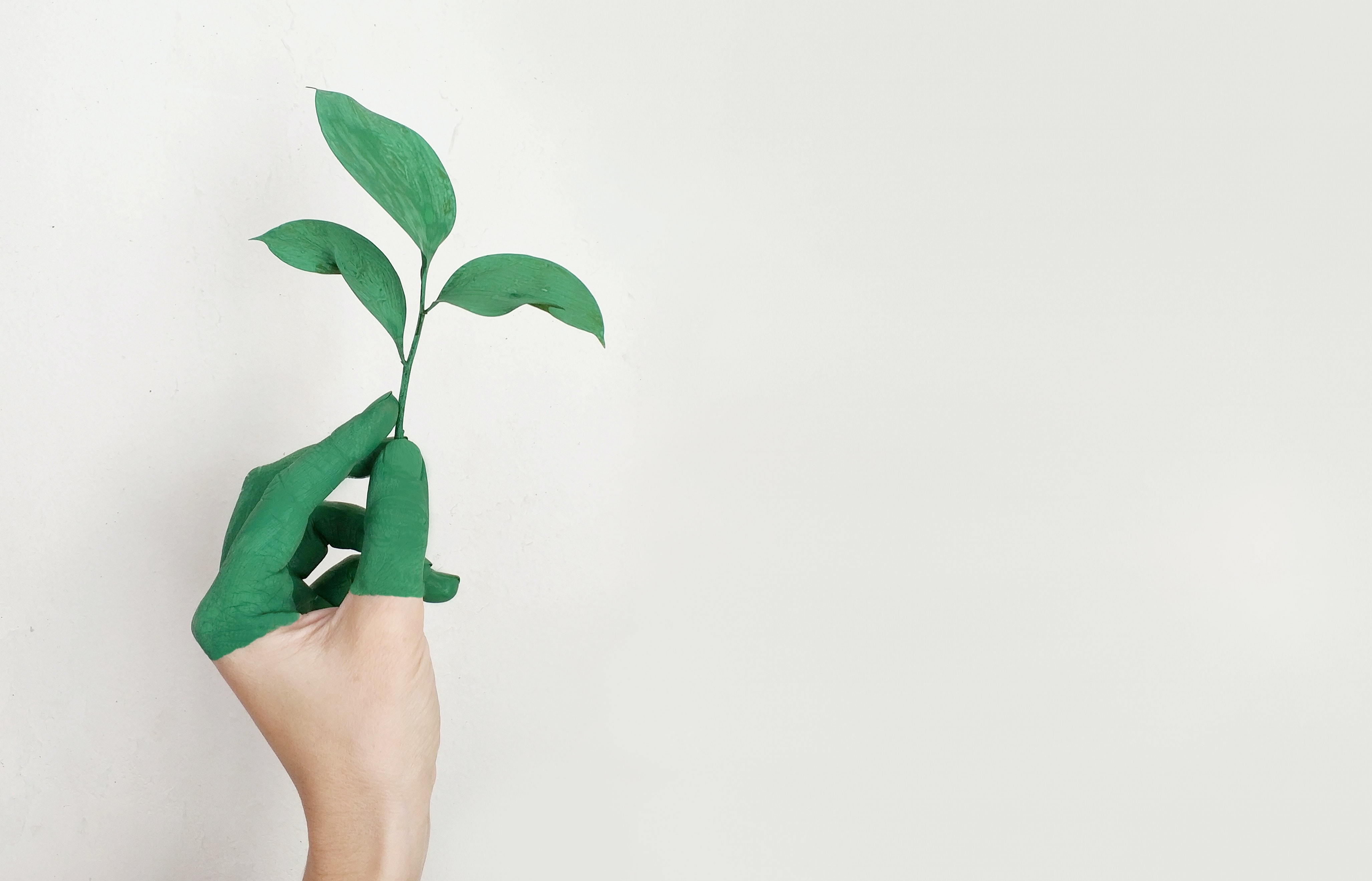 hand holding a sapling